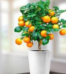 Règles pour faire pousser une orange à partir d'un noyau, planter et soigner à la maison