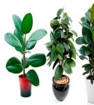 Regels voor het planten en verzorgen van ficus thuis, de nuances van water geven