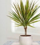 Hoe u dracaena thuis goed kunt verzorgen