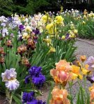 Le schéma de combiner des iris avec d'autres fleurs dans un parterre de fleurs et avec ce qu'il est préférable de planter