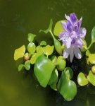 Description de la jacinthe d'eau et de sa reproduction, plantation et entretien dans l'étang