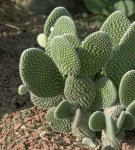 Regels voor het planten en verzorgen van cactusvijgen thuis, kweekmethoden