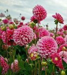 Dahlia's thuis planten en verzorgen, variëteiten en teeltregels