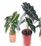 Regels voor het planten en verzorgen van alocasia thuis