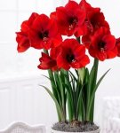 Transplantation et entretien de l'hippeastrum à la maison, règles de culture