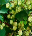 Règles de culture du houblon, caractéristiques de plantation et d'entretien