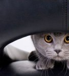 17 meilleures méthodes pour se débarrasser de l'odeur d'urine de chat dans un appartement