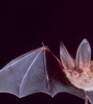 Règles et 15 meilleures méthodes pour se débarrasser des chauves-souris pour de bon