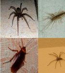 D'où viennent les insectes dans l'appartement et comment s'en débarrasser, moyens et méthodes de lutte