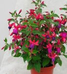 Hoe fuchsia in pot thuis te kweken en te verzorgen