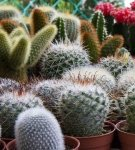 Comment bien prendre soin d'un cactus à la maison, le repiquer et l'arroser