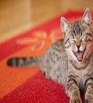 Top 20 remedies om kattenurinegeur op tapijt kwijt te raken