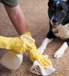 TOP 20 des remèdes et méthodes pour éliminer l'odeur d'urine de chien à la maison