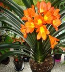 Culture et entretien de clivia à la maison, méthodes d'élevage et description des espèces