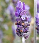 Regels voor het planten en verzorgen van verschillende soorten lavendel buitenshuis