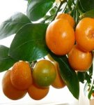 Règles pour faire pousser et entretenir un arbre de mandarine à la maison