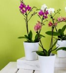 Instructions étape par étape pour prendre soin des orchidées à la maison