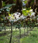 Regels voor het planten en verzorgen van actinidia, de nuances van het kweken van een plant