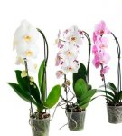 Stapsgewijze handleiding om thuis voor Phalaenopsis-orchideeën te zorgen