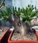 Règles pour cultiver et entretenir le pachypodium à la maison