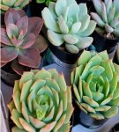 Prendre soin des plantes succulentes à la maison et comment faire du sol de vos propres mains, règles de transplantation