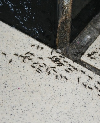 fourmis dans l'appartement