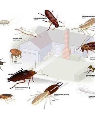 différents parasites dans l'appartement