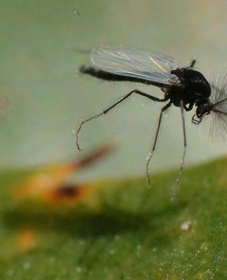 insecten op de plant