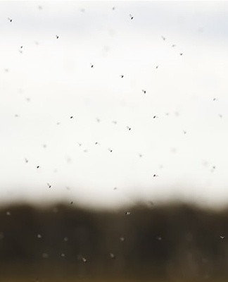 moucherons sur la fenêtre