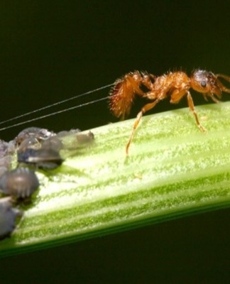 fourmis dans une plante