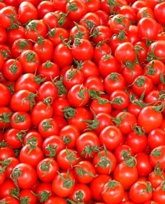 tomaten oogst