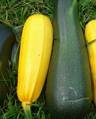 cueillir des courgettes