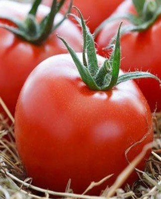 tomaten in hooi