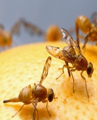 Avec une grande accumulation d'insectes, un entretien régulier de la propreté dans la pièce aidera à éliminer les mouches des fruits.