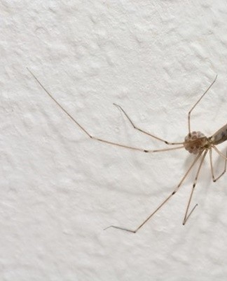 Il est également conseillé de recouvrir les sols de mastic préalablement dilué dans de la térébenthine.