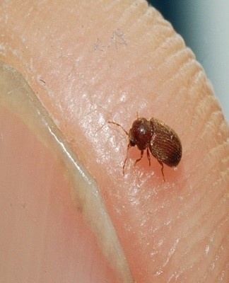 Insecten in de keuken beginnen zich te voeden met los voedsel en kruiden.