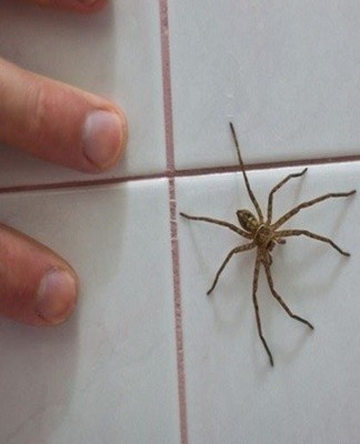 Maclura wordt in stukken gesneden en in de kamer neergelegd.