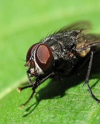 Pour éliminer les mouches, vous devez mélanger le soda et le sucre dans des proportions égales et ajouter une pincée de chapelure noire