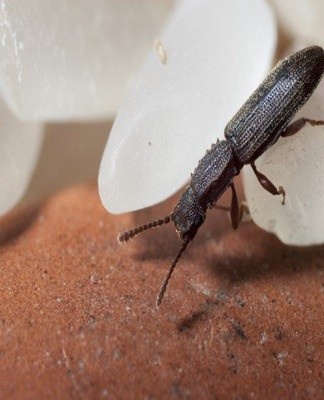 Vous pouvez attirer les insectes pour pouvoir les traiter plus tard à l'aide de balles