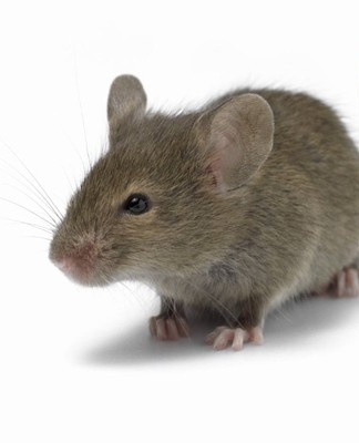 Comment se débarrasser des souris et des rats rapidement et efficacement, 20 remèdes maison