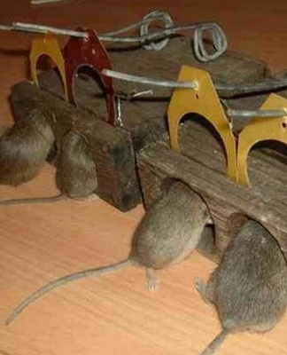 piège à rats