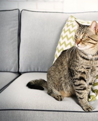 Comme tous les animaux, les chats domestiques limitent leur territoire par l'odeur de l'urine.