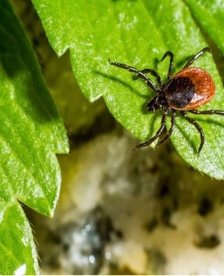 La plupart des espèces d'acariens vivent dans l'herbe et les grands arbustes.