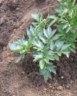 De periode van eind augustus tot half oktober bleek optimaal om te planten.