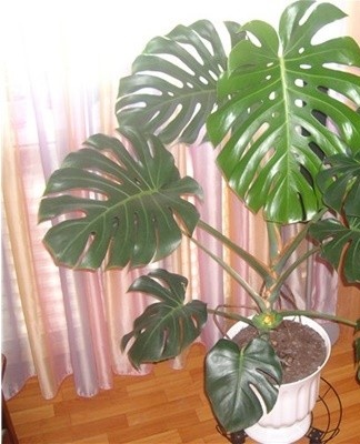 Monstera adore pulvériser, surtout en été lorsque l'eau s'évapore rapidement.