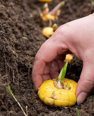 Als er geen ernstig aangetaste bollen zijn, kunnen ze worden afgesneden.