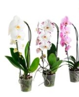 Stapsgewijze handleiding om thuis voor Phalaenopsis-orchideeën te zorgen