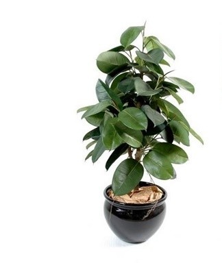 Il existe plus de 1000 variétés de Benjamin ficus.