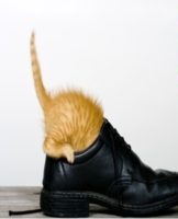 TOP 20 remedies om snel van kattenurinegeur in schoenen af ​​te komen