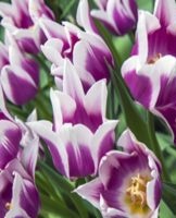 Comment faire pousser des tulipes et quand planter à l'extérieur en automne